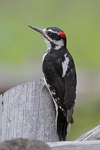 Hairy Woodpecker