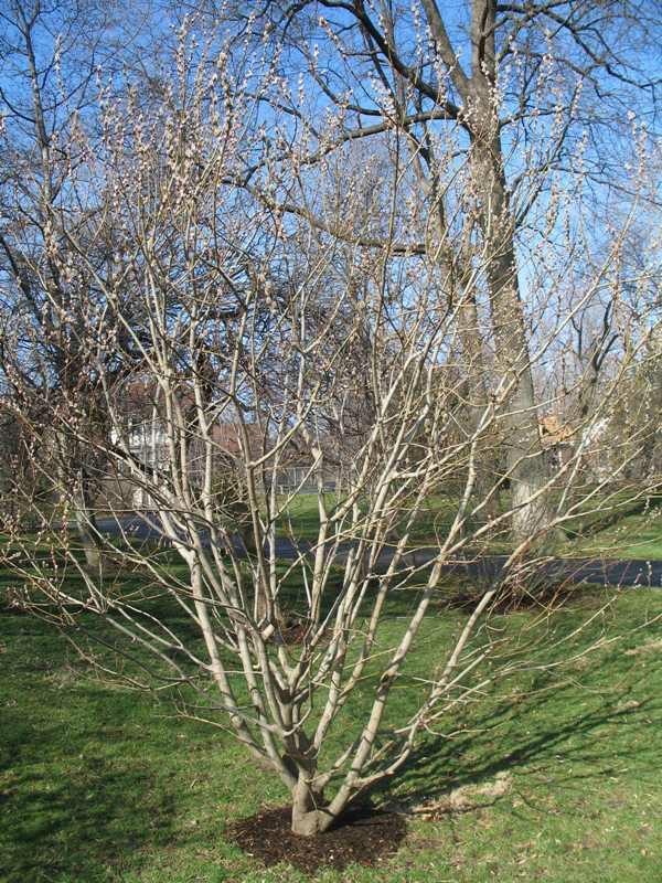 Pussy Willow - Sapling (2'-4')