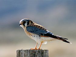 Beak of the Week: American Kestrel