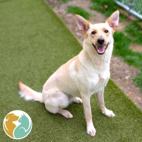 MISTY- ADOPTED 4/22!