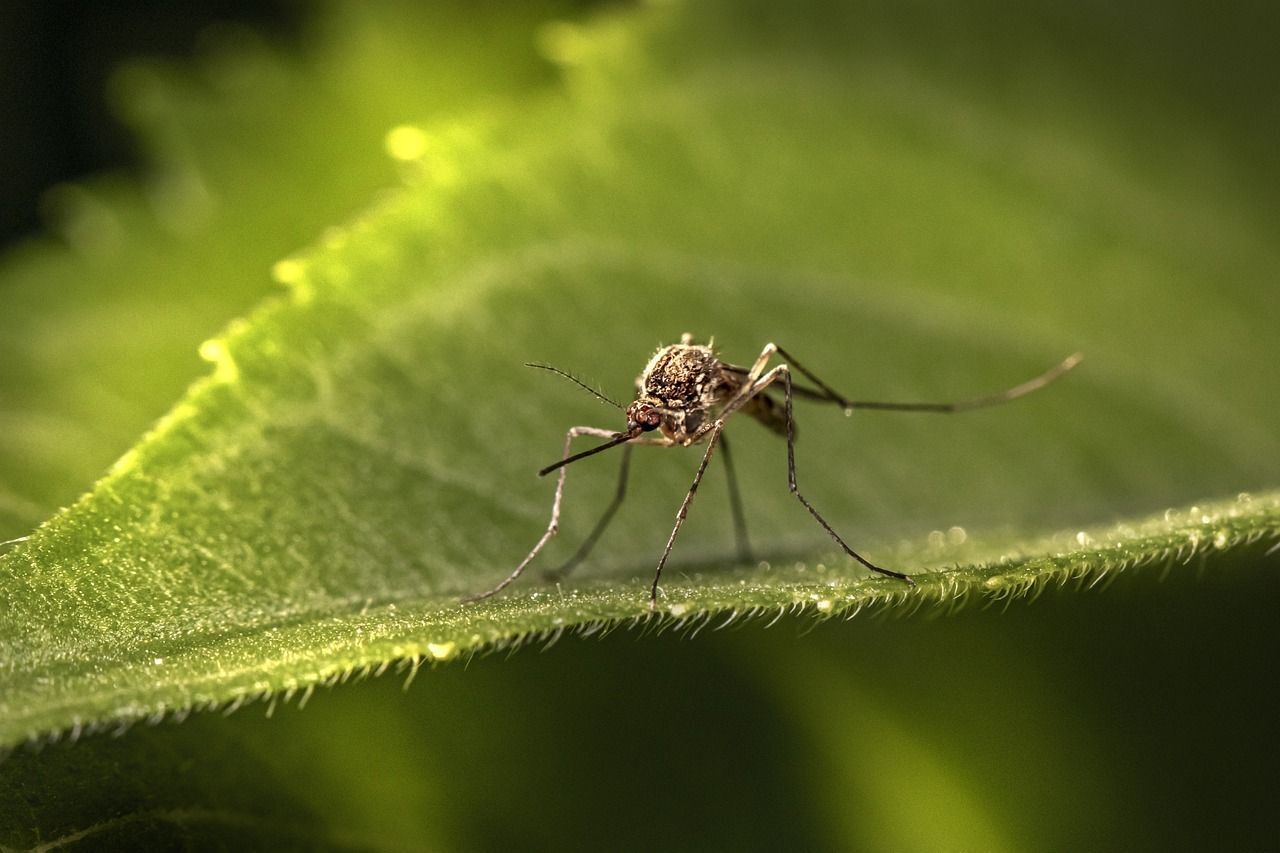 Mosquito backyard clearance