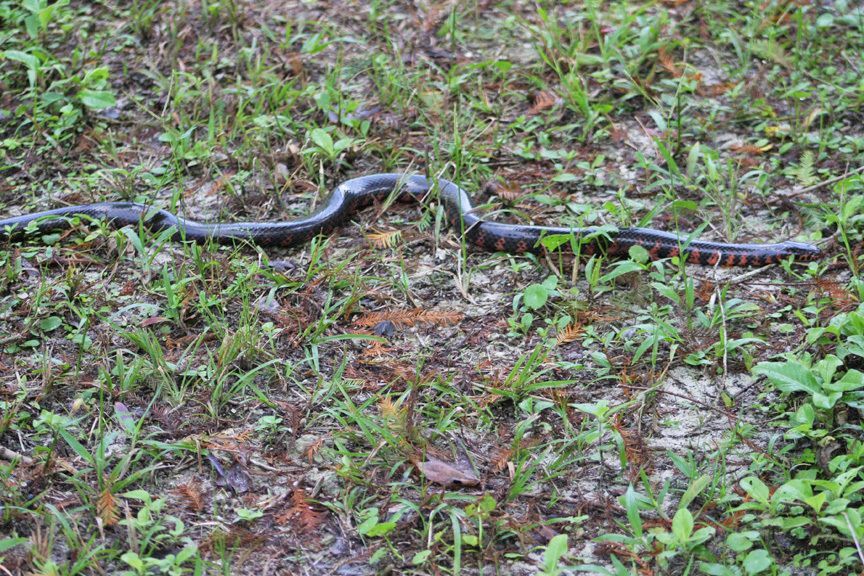 National Park closes "Snake Road" for amphibian and reptile migration