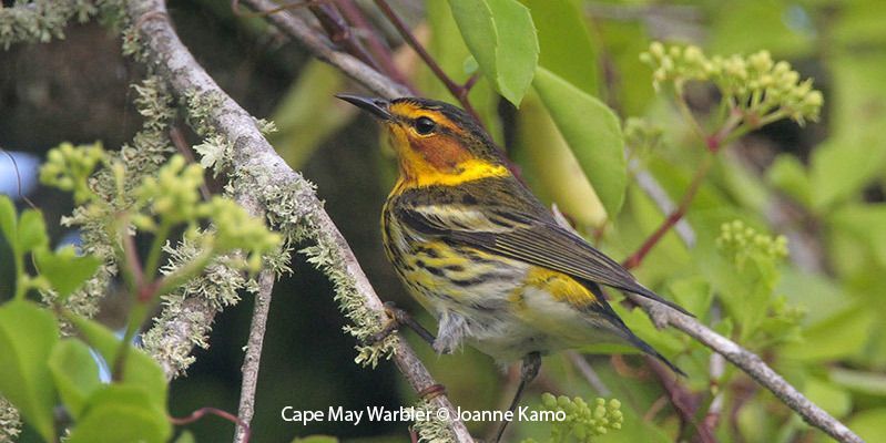 Cape May Warbler