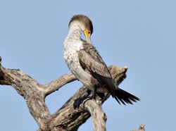 Double-crested Cormorant (juvenile)