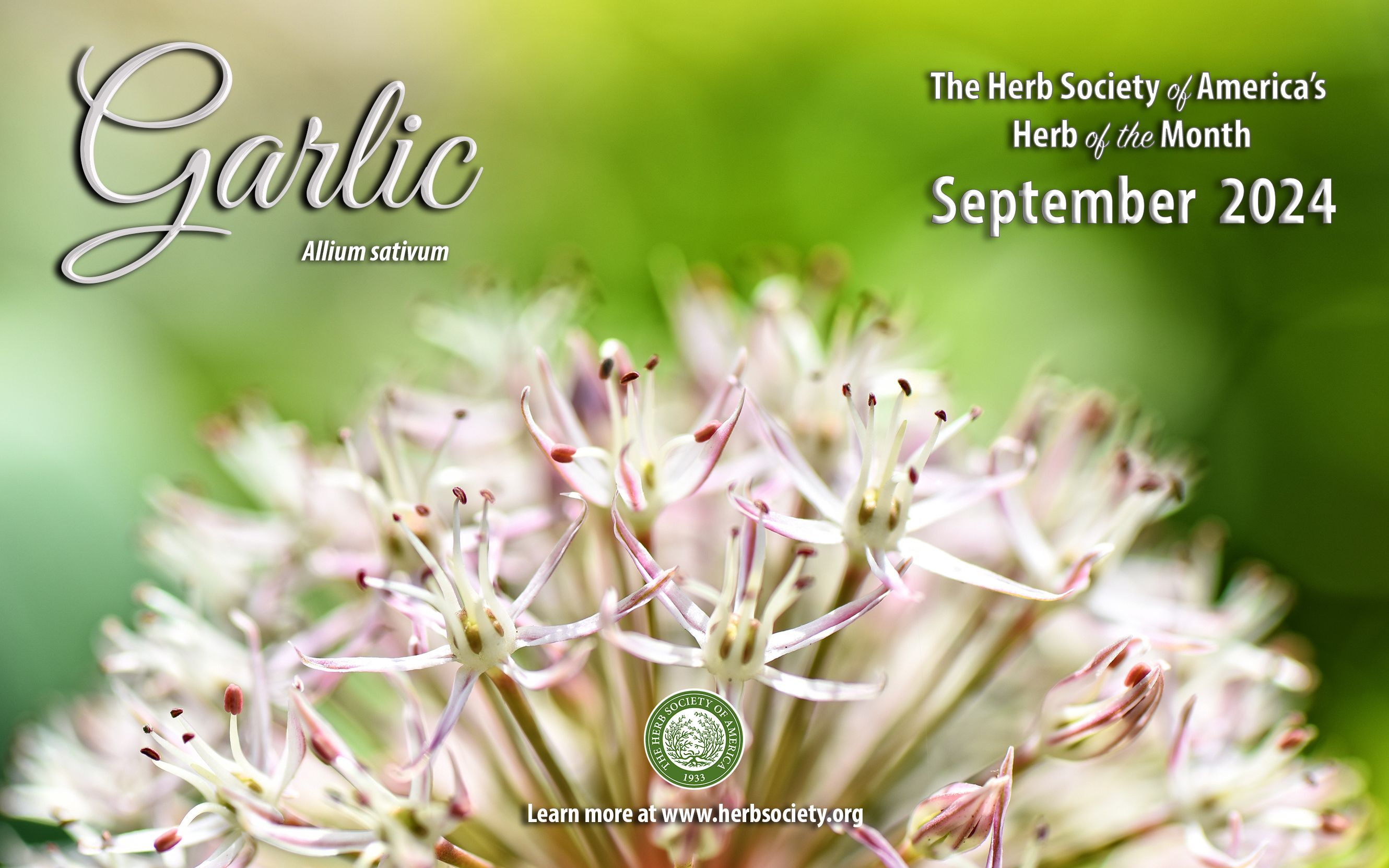 September Garlic