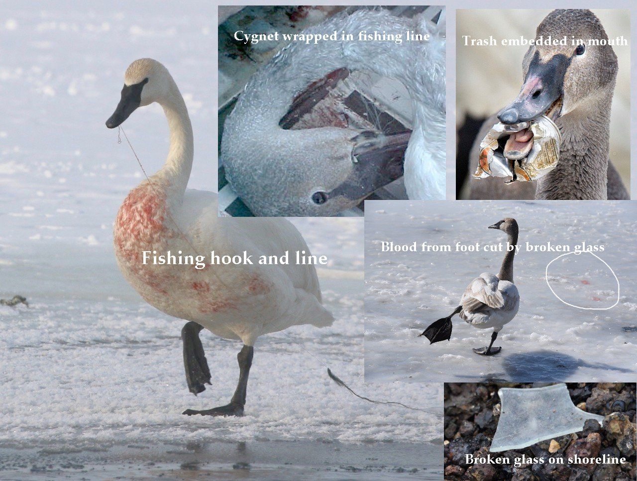 Swan injuries