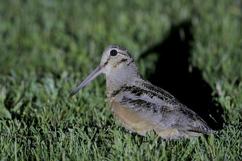 American Woodcock