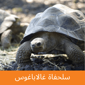 Galapagos Tortoise