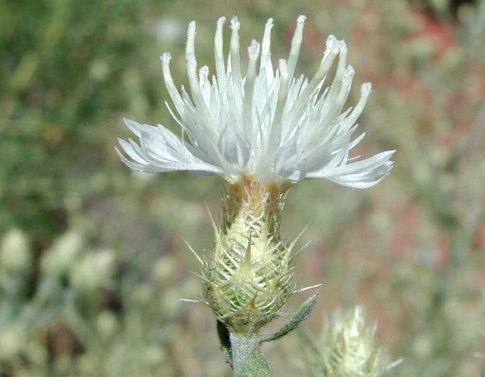 Diffuse knapweed