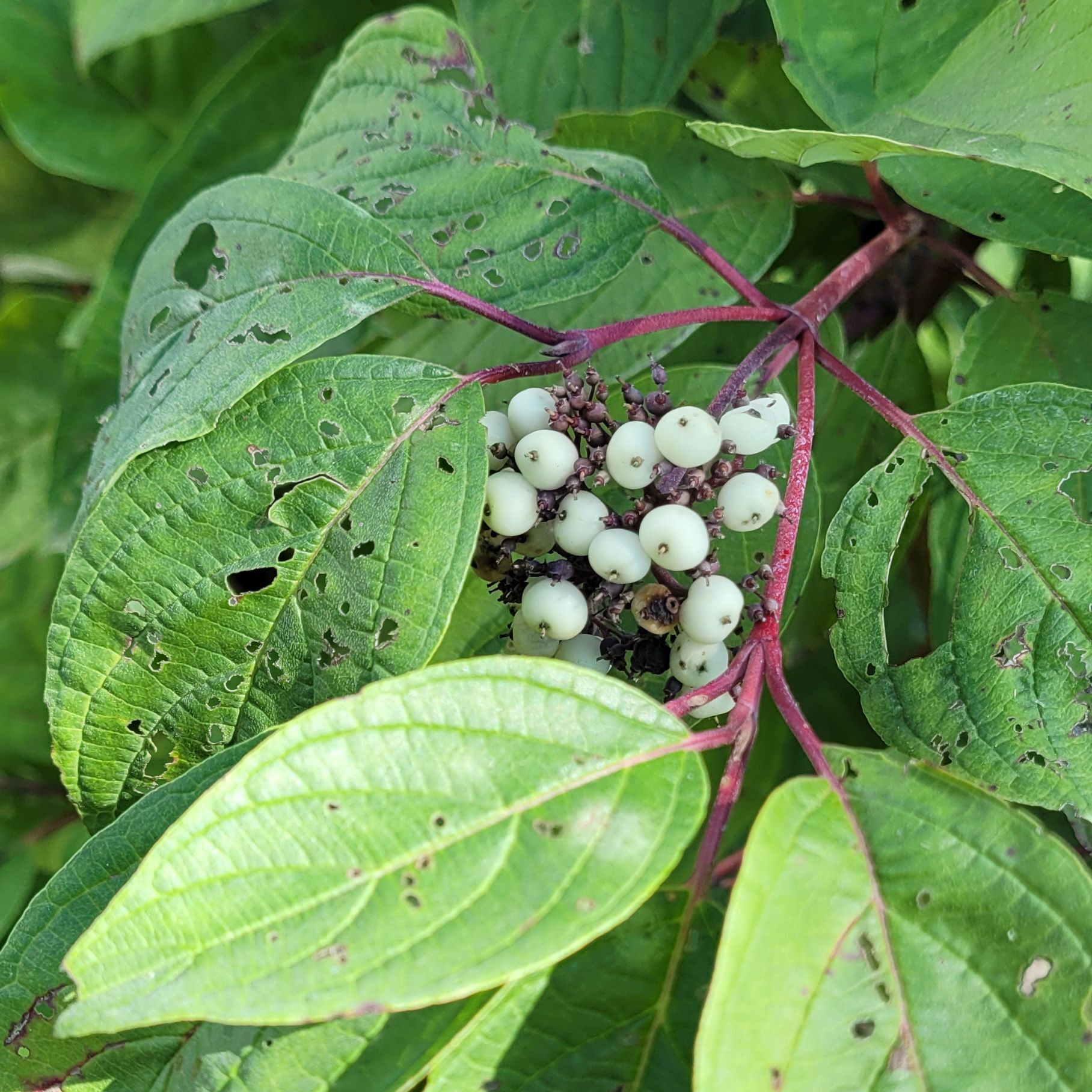 Fall and Winter in Your Backyard Habitat