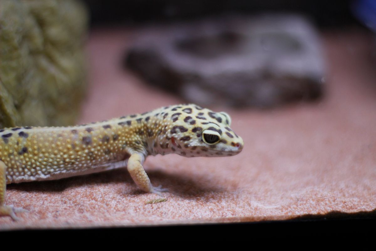 Gecko Zoo Leopard Gecko