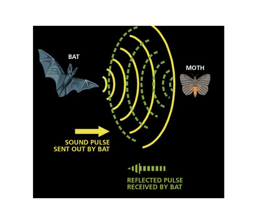 Visualization of how echolocation works