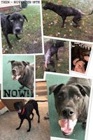 Levi - ADOPTION PENDING