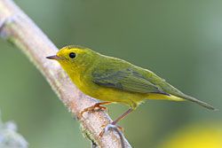 Wilson's Warbler