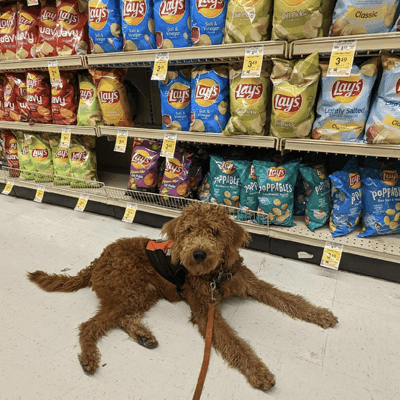 Archie at Grocery Store