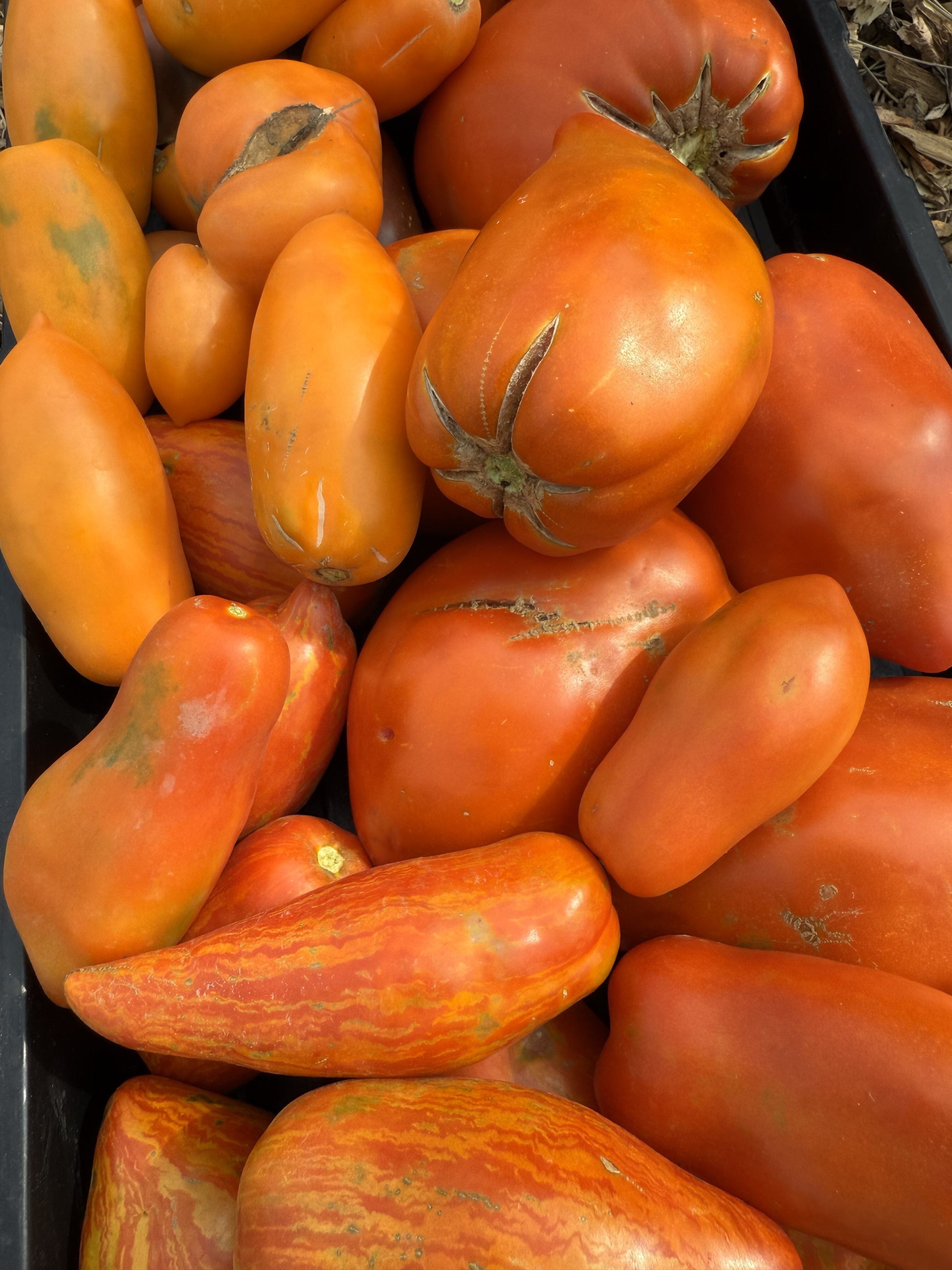 2025 Paste Tomato Trial Report