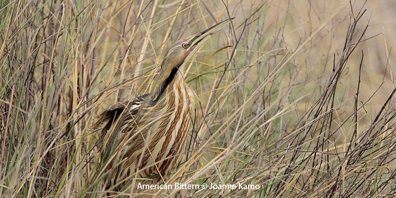 American Bittern