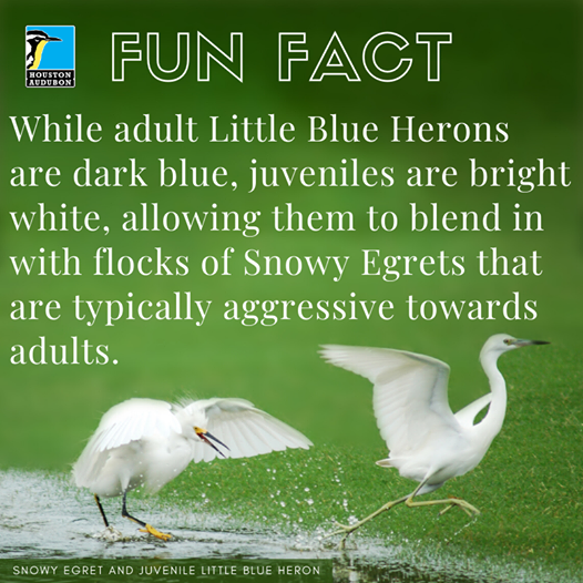 Little Blue Heron fun fact