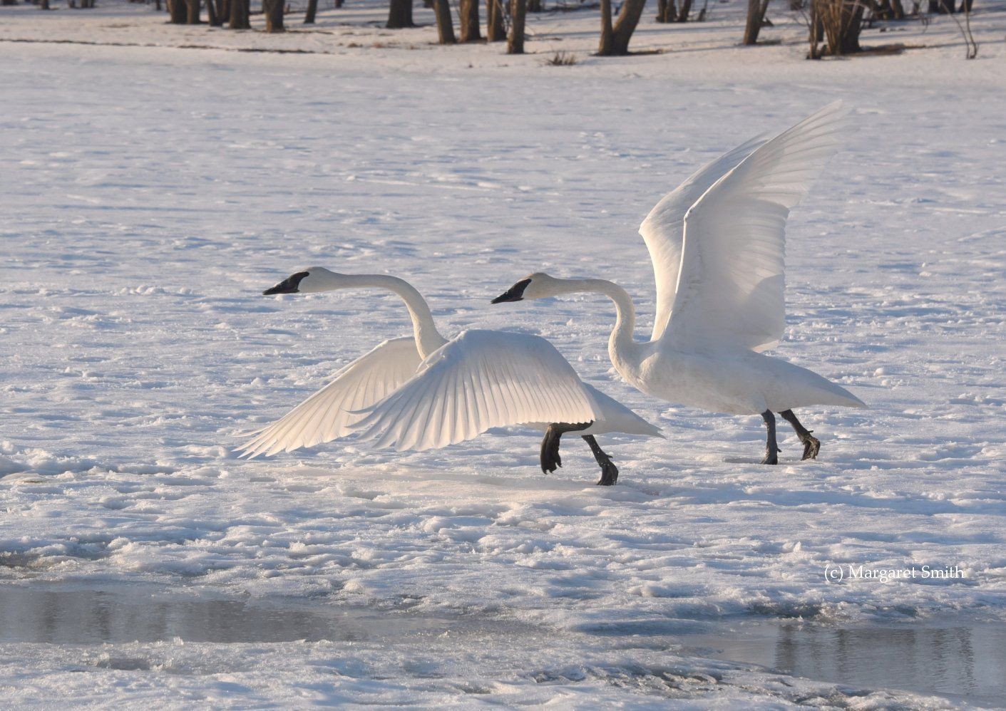 Some swan behavior patterns of Trumpeter Swans, by Harry Lumsden 
