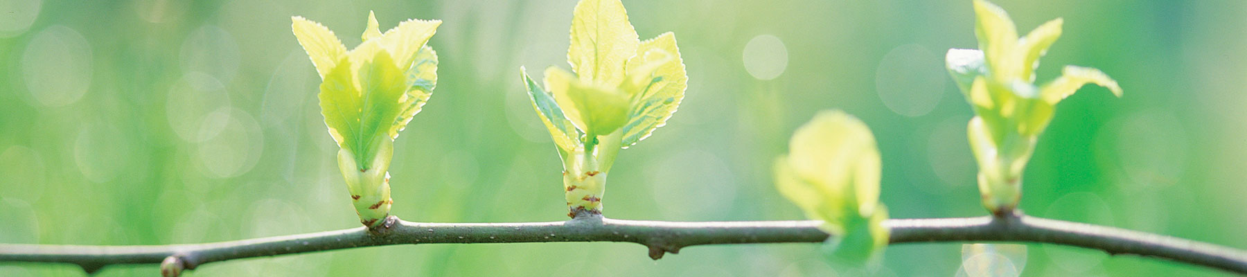 Image of small leaf buds on a tree branch