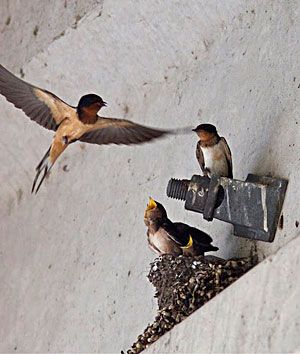 Barn Swallow family