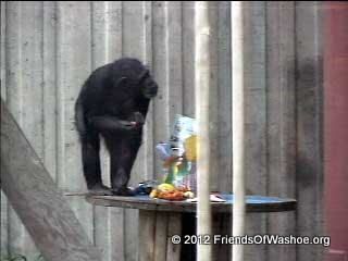 Moja interacts with enrichment in the outdoor area