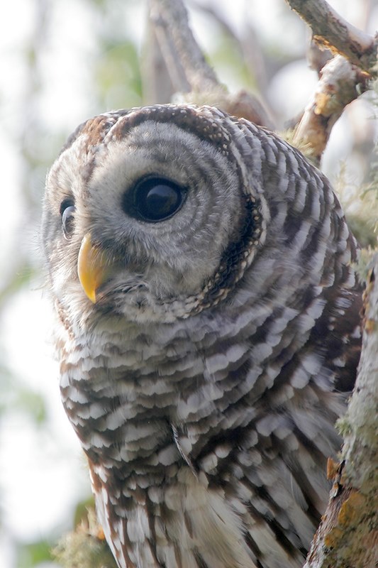 Barred Owl Bird Gallery Houston Audubon