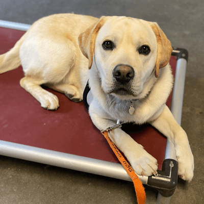 Trainer Talk: Kuranda Dog Beds