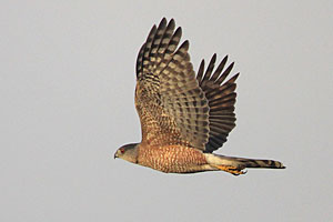 Sharp-shinned Hawk