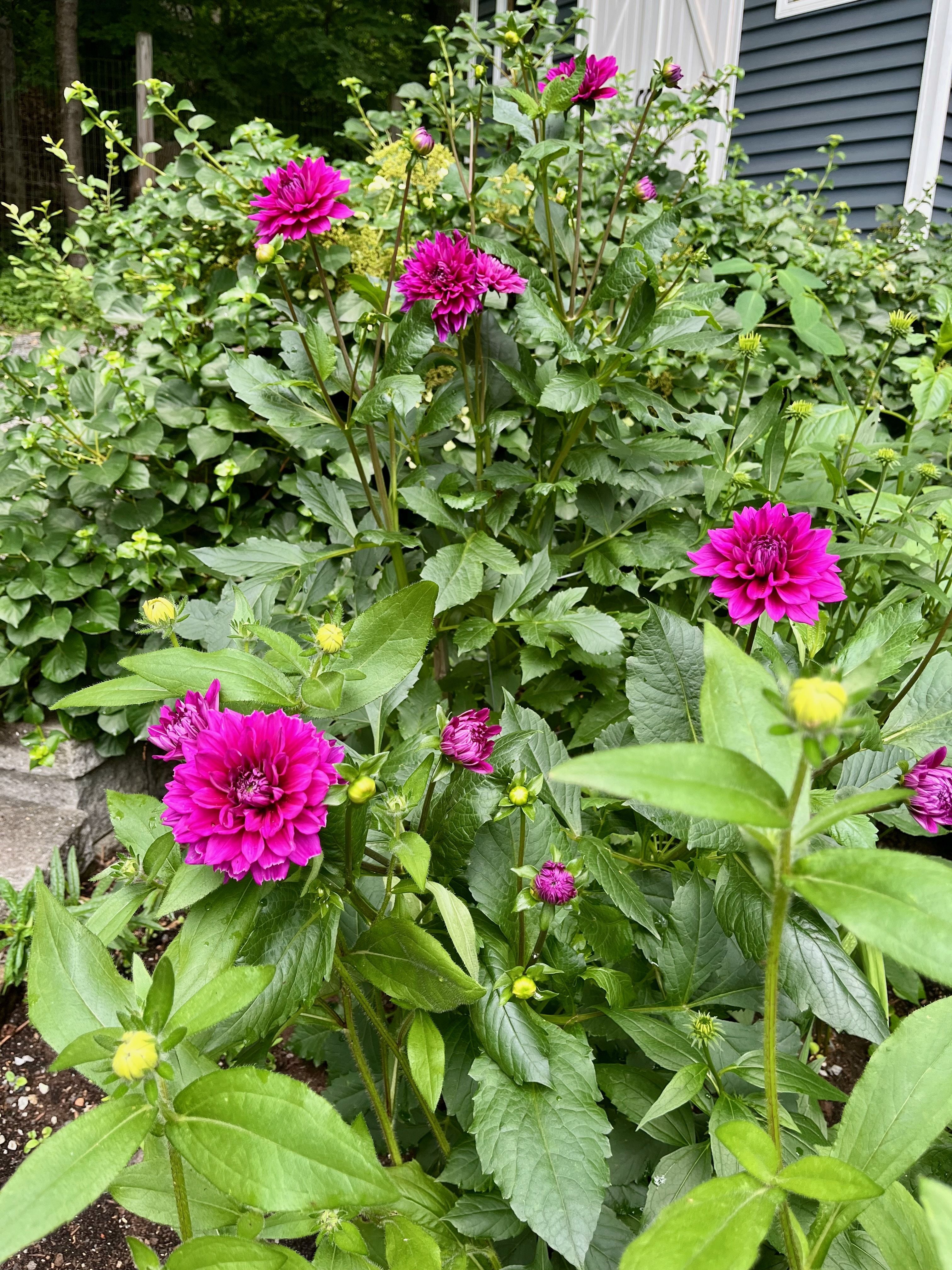 Thank you to supporters of the 2025 Morris Plains Garden Tour!