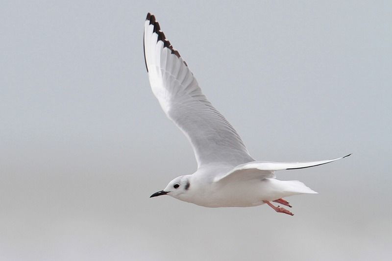 Bonaparte’s Gull