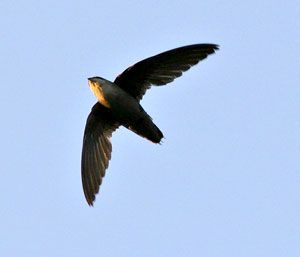 Beak of the Week: Chimney Swift