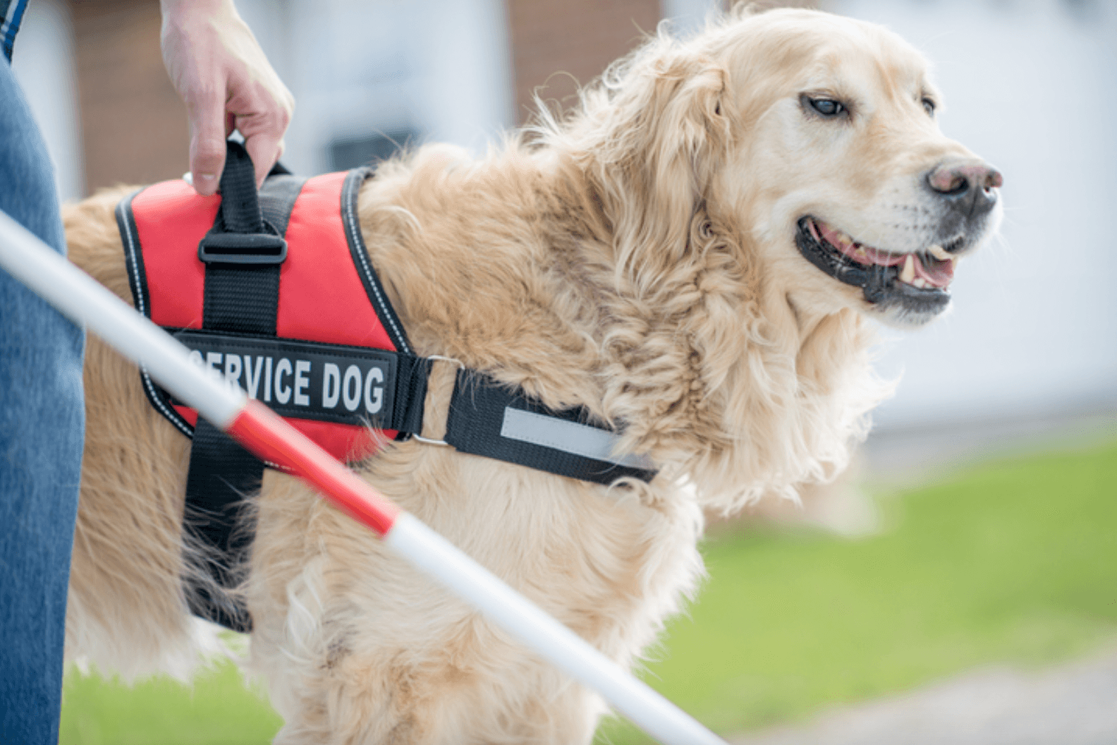 5 Most popular Service Dog Breeds