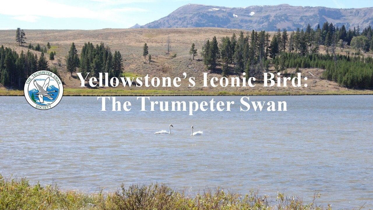 Webinar: Yellowstone's Iconic Bird: the Trumpeter Swan