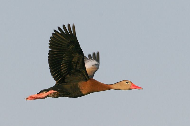 Black-bellied Whistling-Duck