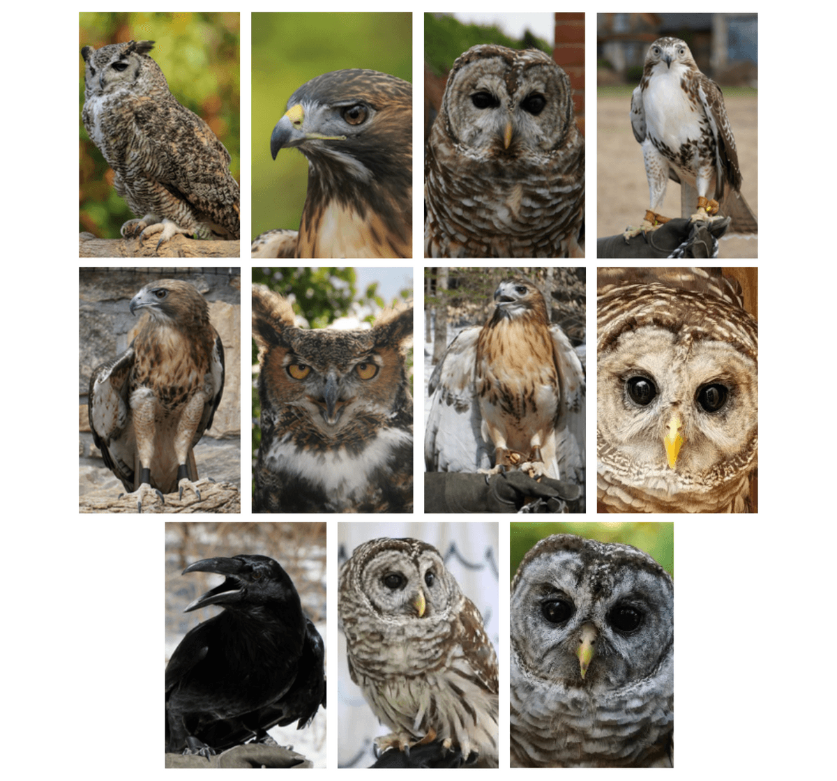 Our Avian Ambassadors | Audubon Society of Rhode Island