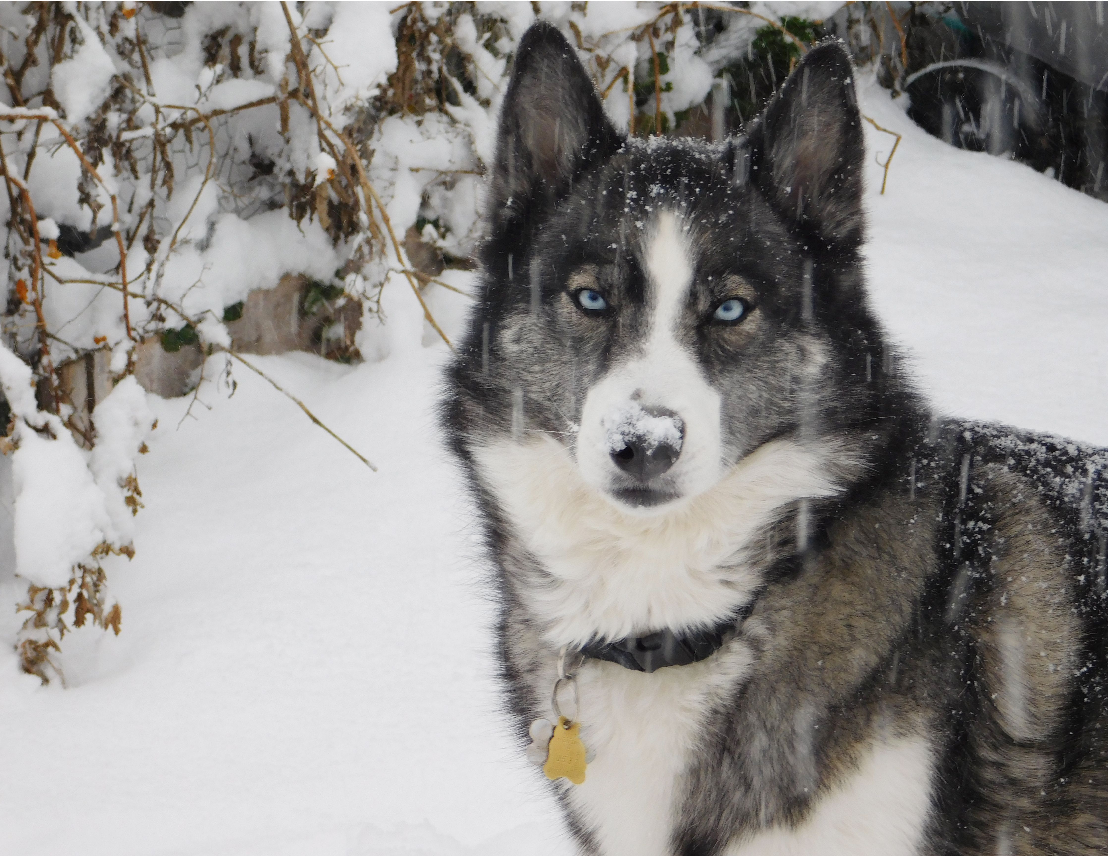 harry houdini husky rescue