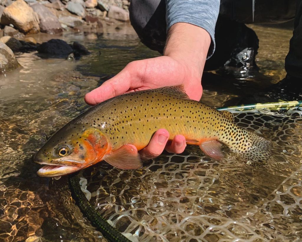 Aquatic Invasive Species District Newsletter October 25