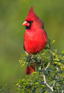 Northern Cardinal (male)