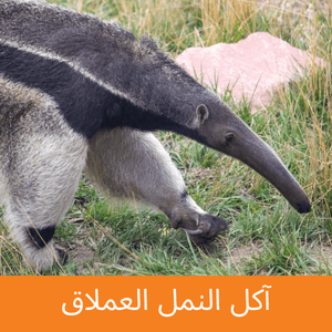Giant Anteater