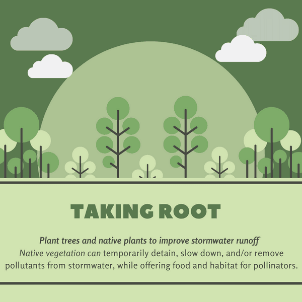 Plant Native Plants Be the Change Madison Soil and Water Conservation District