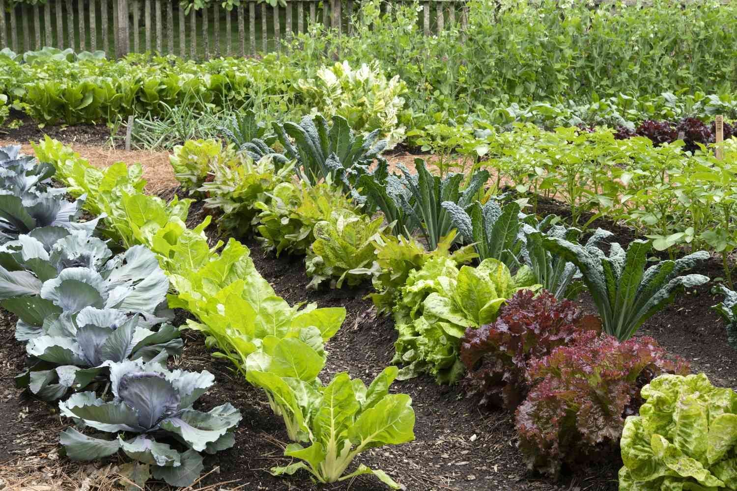 Timing is Everything: When to Plant in Montana