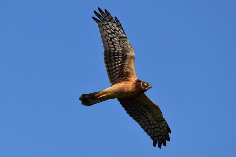 Northern Harrier