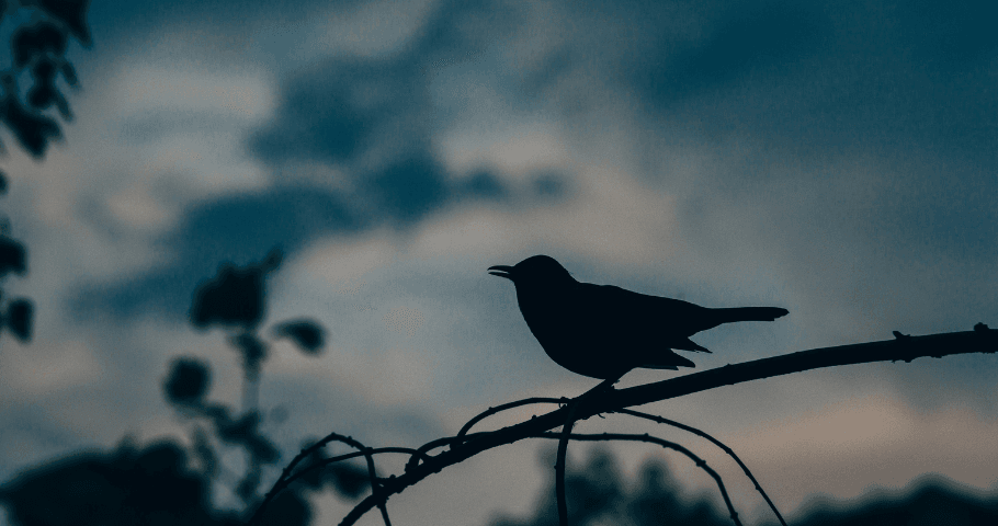 Silhouetted bird again a dark sky