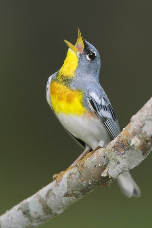 Northern Parula