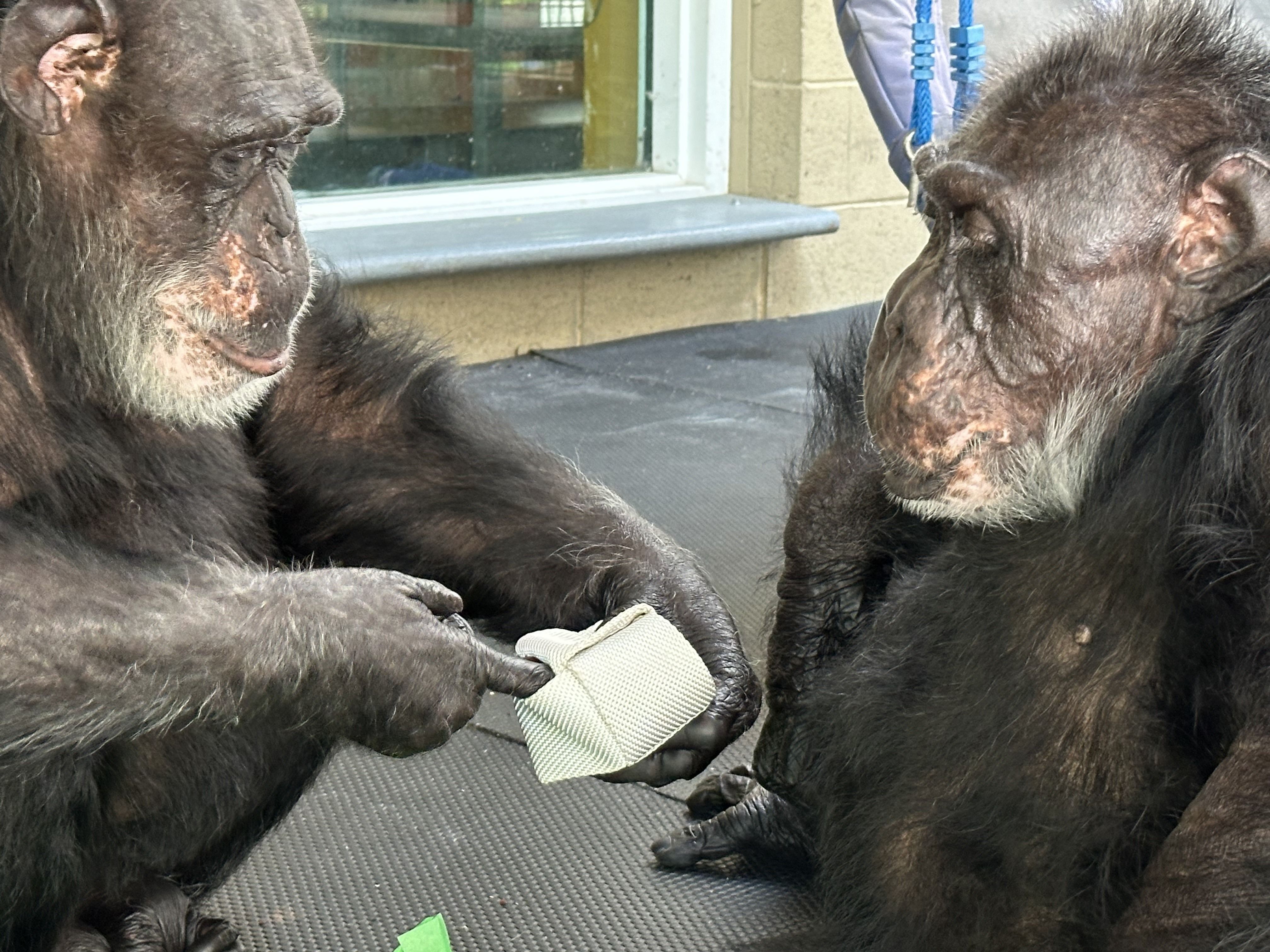 chimpanzee forage enrichment