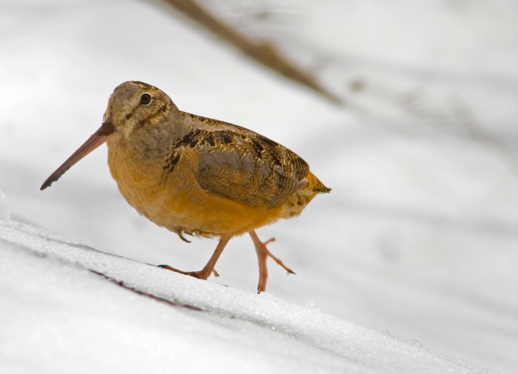 Let's Go Birding | The Amazing American Woodcock