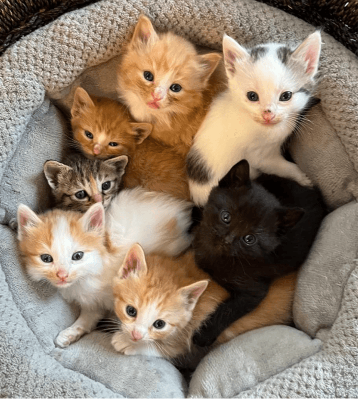 The Scoop On … Why TCHS Animals Go to Foster Homes