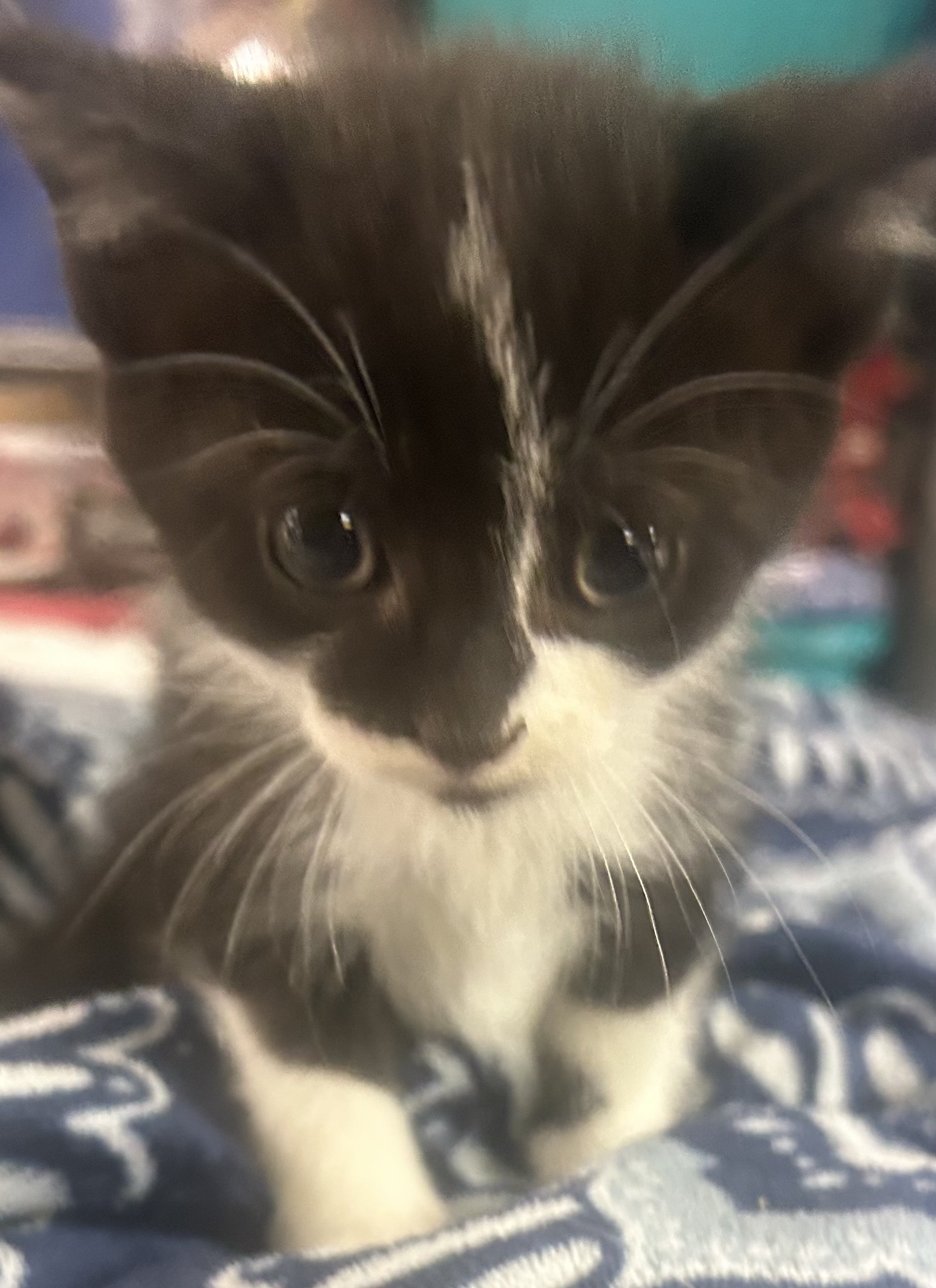 Hershey - ADOPTION PENDING