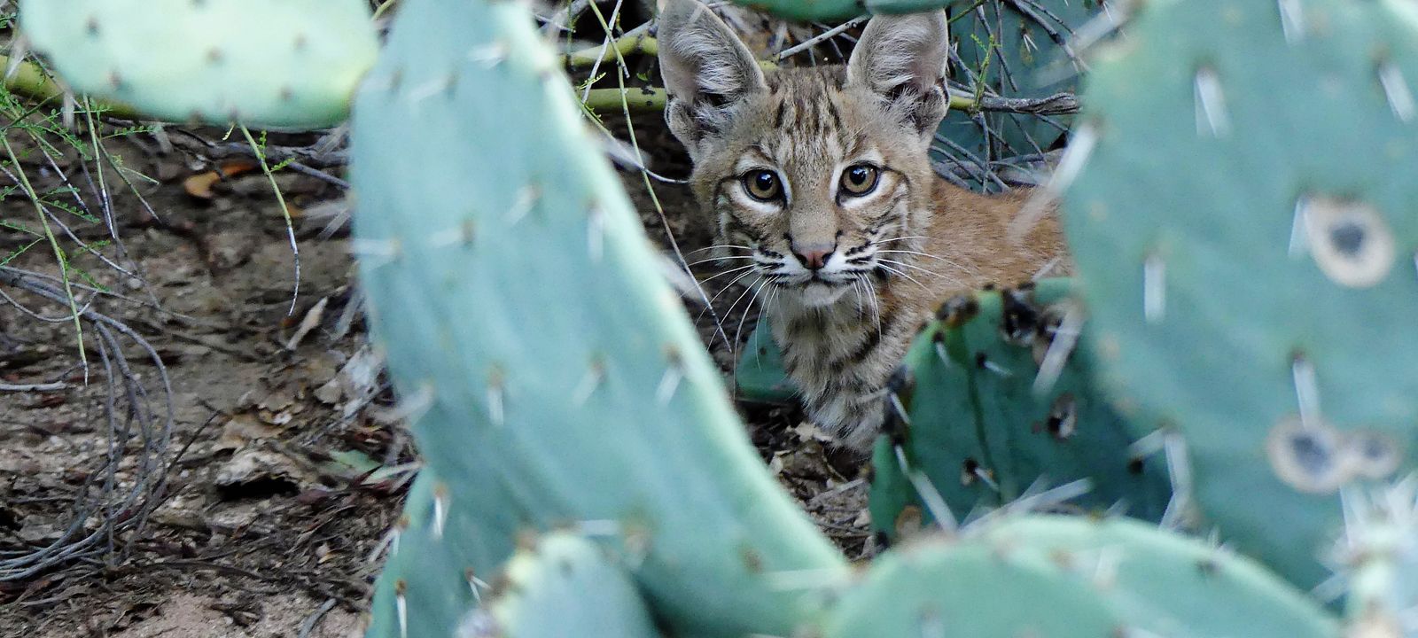 Wildlife rescue|wildlife sanctuary|Scottsdale Arizona